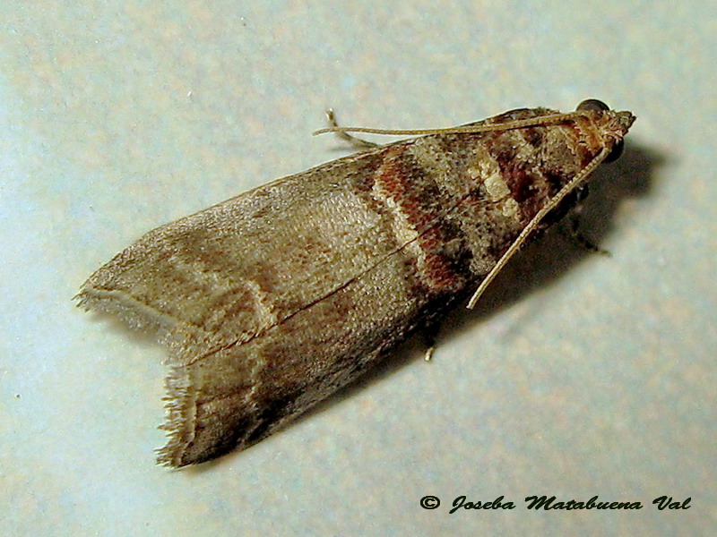 Acrobasis advenella - Pyralidae ? S